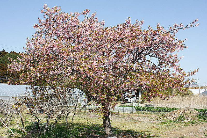 ハウス前の河津桜は葉桜に
