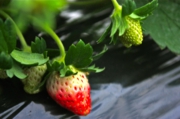 苺に赤みがさして来ました