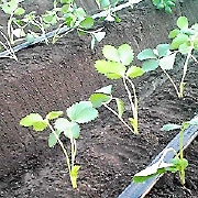 あきひめの定植