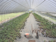 ずらっと並べられたイチゴの苗