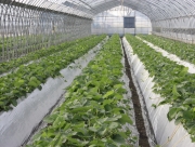 成長して来た苺の苗