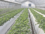 成長して来た苺の苗