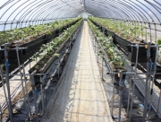 高設ハウスの様子