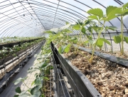 高設のポットをアップ