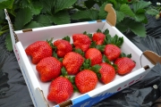 大粒の苺