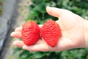 まだまだ大きな苺もあります