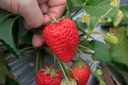 完熟苺は、上まで真っ赤