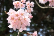 門の脇の桜は満開でした