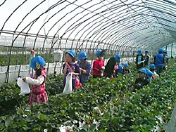 地元の小学生の苺狩り体験