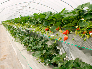 苺狩り高設ハウス