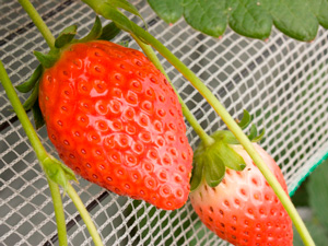 高設栽培の「あきひめ」