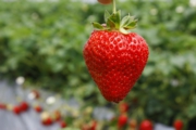 本日のおいしそうな苺