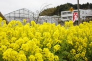 ハウス受付向かいの菜の花