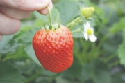 本日のおいしそうな苺