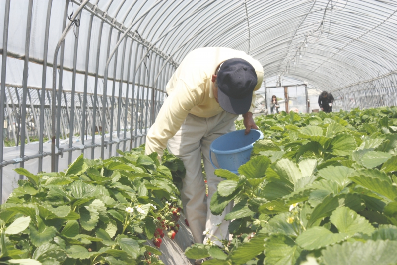 熟し過ぎた苺を整理するのも大変です