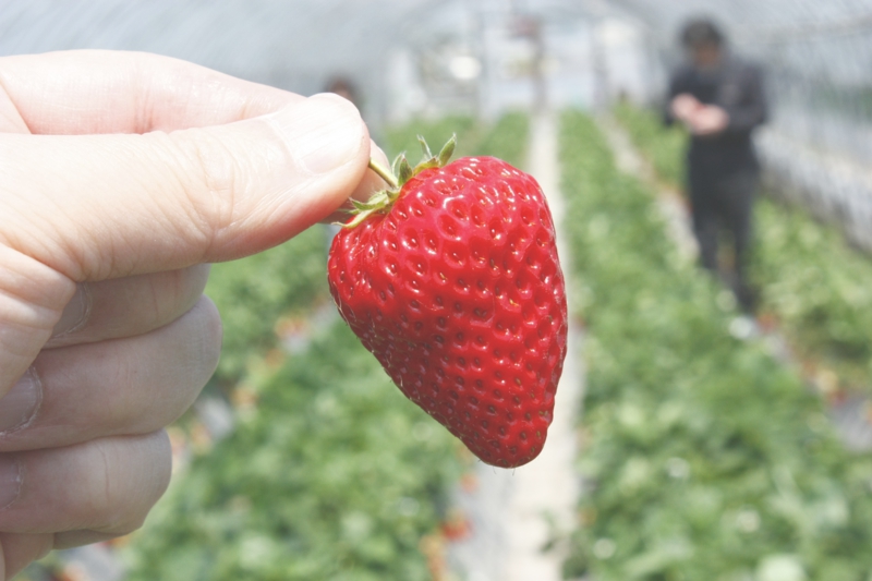 完熟で甘みもたっぷりな苺が食べ放題