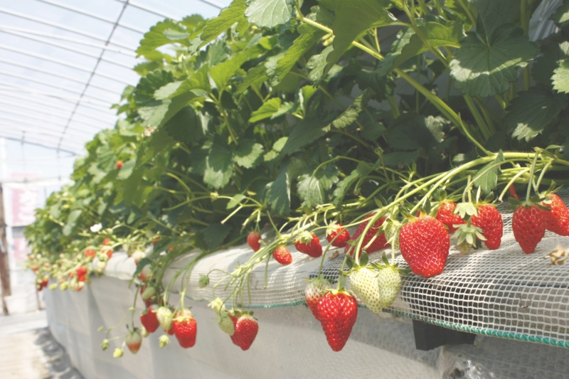 高設の苺もたくさんあります