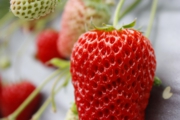 上まで真っ赤な完熟苺を食べてね