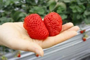 ごろっとした大きな苺も