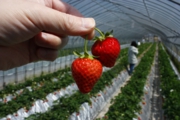 おいしい苺を見つけました