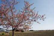 ハウス前の河津桜も満開 土耕ハウス