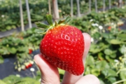 完熟苺は甘さと香りが最高