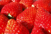 直売所の苺もキラキラしています