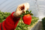 高設ハウスも徐々に大きな苺が