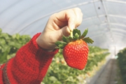 高設ハウスも徐々に大きな苺が