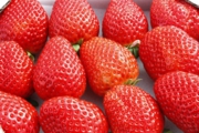 摘みたての発送用いちご