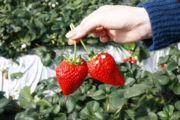 大きな苺を手と比べてみました