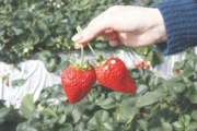 大きな苺を手と比べてみました
