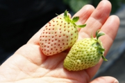 白い苺は、粒が赤いと食べごろ