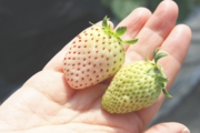 白い苺は、粒が赤いと食べごろ