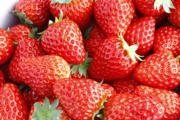 箱詰め用に摘んだばかりの苺
