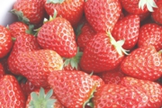 箱詰め用に摘んだばかりの苺