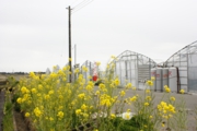 ハウス前の菜の花