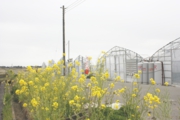 ハウス前の菜の花