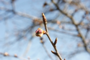 ハウス前の桜のつぼみが膨らみはじめました