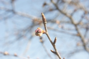 ハウス前の桜のつぼみが膨らみはじめました