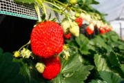 高設の苺もおいしいですよ