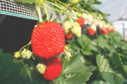 高設の苺もおいしいですよ