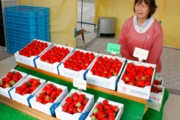 お土産用の苺がずらっと並びました