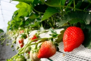 高設栽培の苺