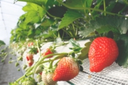 高設栽培の苺