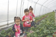 苺狩り三姉妹、かわいいですね＾＾