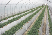 土耕栽培ハウスの様子