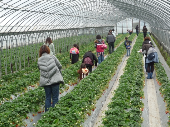 家族で苺狩りを楽しむお客様