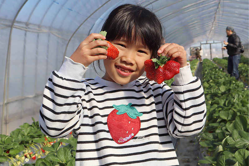 すごい苺が有りました