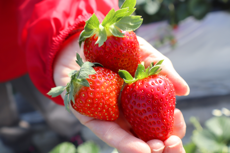 甘くて美味しい完熟苺